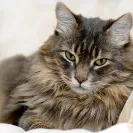 MSN - Features - Photo 1 - comment #1677925