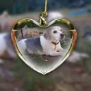 Sunshine Acres Beagle Puppies - beagle puppy - Photo 1 - comment #1956639