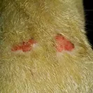 Sergeant's Pet Care Products - Poison - it kills pets - Photo 1 - comment #1746233