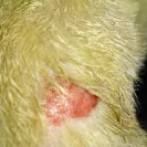 Sergeant's Pet Care Products - Poison - it kills pets - Photo 2 - comment #1746233