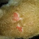 Sergeant's Pet Care Products - Poison - it kills pets - Photo 3 - comment #1746233