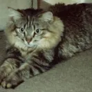Sergeant's Pet Care Products - Poison - it kills pets - Photo 1 - comment #620741