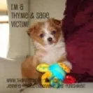 Thyme and Sage Ranch Jennifer Petkus - My Adopted Puppy Died - Photo 1 - comment #477272