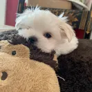 PuppySpot Group - buyer beware! major rip off of clients! a word from the breeder. - Photo 1 - comment #2072166