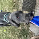 PuppySpot Group - buyer beware! major rip off of clients! a word from the breeder. - Photo 1 - comment #2255277