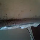 Rent-A-Center - bed bugs - Photo 1 - update #1884606