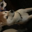 Bamboo and Shibas - unhealthy shiba inus - bamboo and shibas in west linn, or - Photo 1 - comment #1985377