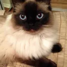 Springvale Ragdolls - Owner - Photo 1 - comment #1291083
