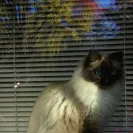 Springvale Ragdolls - Owner - Photo 1 - comment #1291084