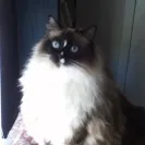 Springvale Ragdolls - Owner - Photo 2 - comment #1293182