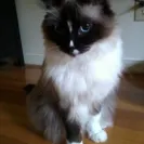 Springvale Ragdolls - Owner - Photo 1 - comment #1296259