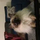 Springvale Ragdolls - Owner - Photo 1 - comment #1705260