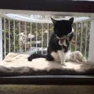 Cat Solarium - Cat solarium - Photo 2 - comment #1910426