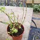 Gardening Express - Order #600100841 - Photo 6 - comment #1907181