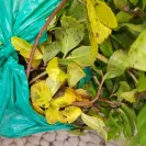 Gardening Express - Order #600100841 - Photo 7 - comment #1907181