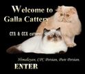 Galla Cattery Logo
