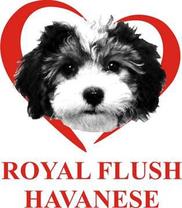 Royal Flush Havanese Logo