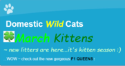 Domestic Wild Cats Logo