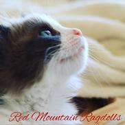 Red Mountain Ragdolls Logo